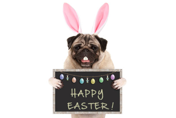 istock Easter bunny pug puppy dog with ears, eggs and blackboard with text happy easter 915660986
