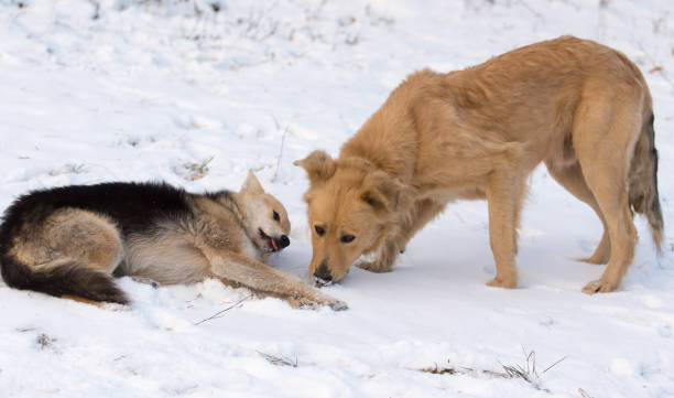 istock Two dogs in the snow in winter 915661128