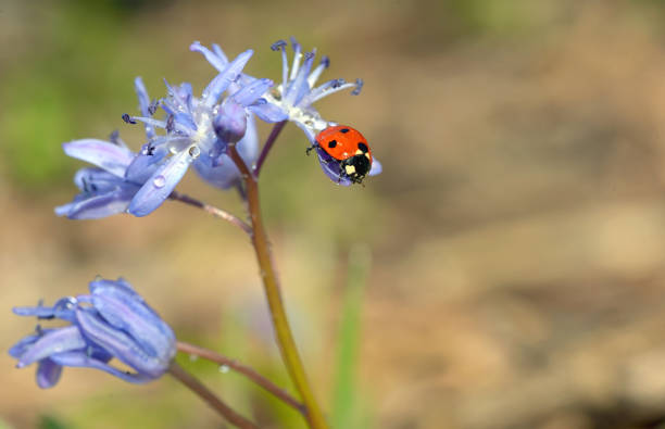 istock Details of Ladybug on flowers in springr time 915664760