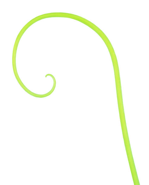 istock Cucumber creeping stem isolated on a white. 915664810