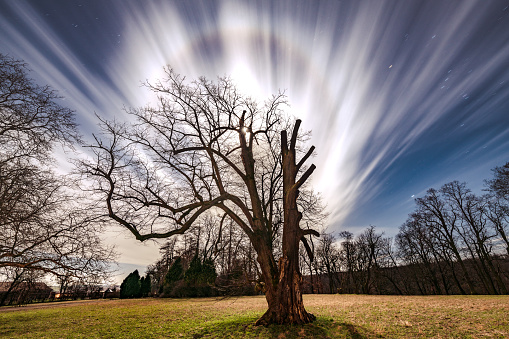 The morning sun brightens the day with these bare branches in silhouette.