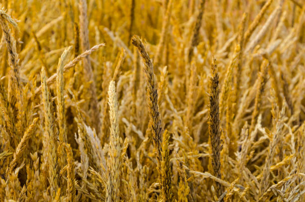 istock Dry golden grass field background 915665400