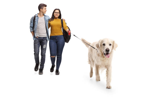 istock Teenage students walking a dog 915665954
