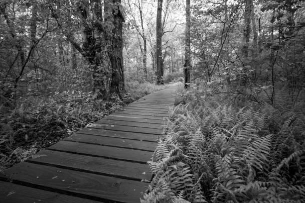 istock A wooden path runs through the forest, black and white 915666060