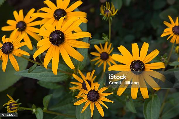 Blackeyed Susans - Fotografias de stock e mais imagens de Amarelo - Amarelo, Ao Ar Livre, Beleza natural