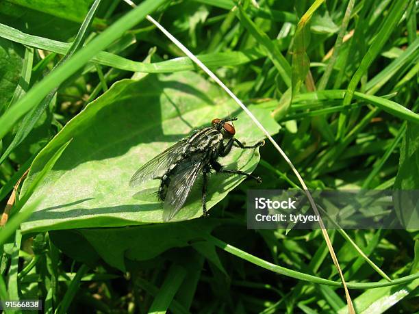 Mosca En Una Hoja Foto de stock y más banco de imágenes de Abstracto - Abstracto, Aire libre, Alas desplegadas