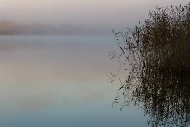 Reflection of vegetation in a misty lake at dawn