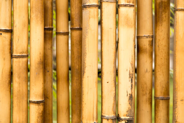 istock A fence made of bamboo as a background 915670770