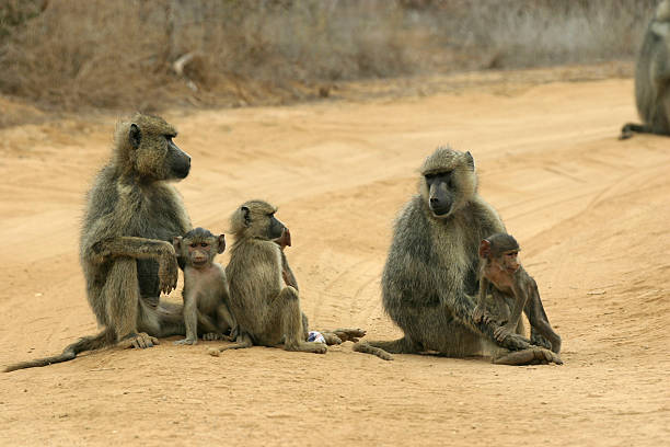 istock baboon mothers and infants 91567086