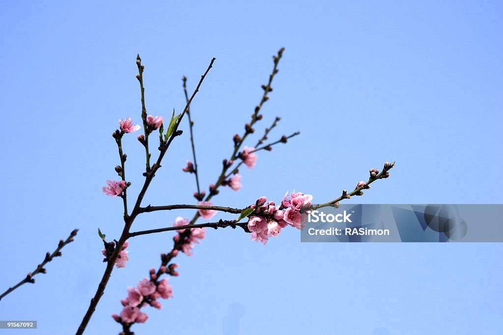 Fiori di pesco - Foto stock royalty-free di Albero