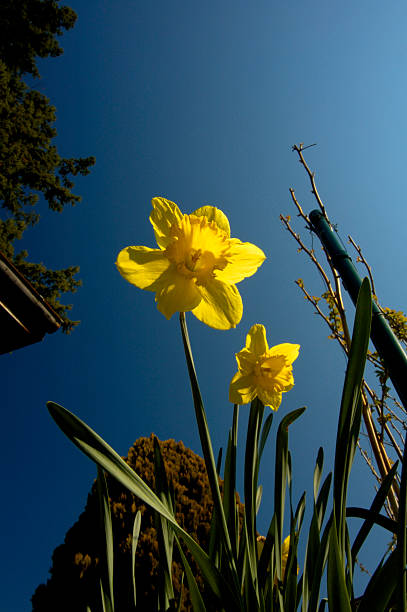 Wordsworth Daffodils Stock Photos, Pictures & Royalty-Free Images - iStock Wordsworth Daffodils Stock Photos, Pictures & Royalty-Free Images - iStock