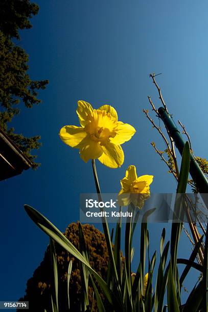 Looks Like Its Going To Be A Fine Day Stock Photo - Download Image Now - April, Blue, Bright