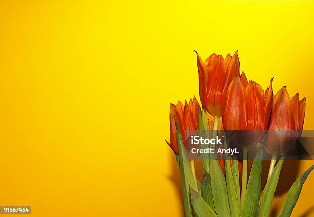 Photo libre de droit de Orange Fleurs De Printemps En Jaune2 banque d'images et plus d'images libres de droit de Beauté - Beauté, Beauté de la nature, Bouquet formel