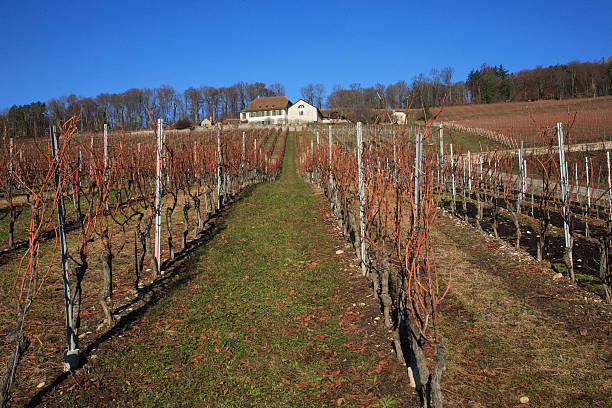 Swiss vineyard stock photo