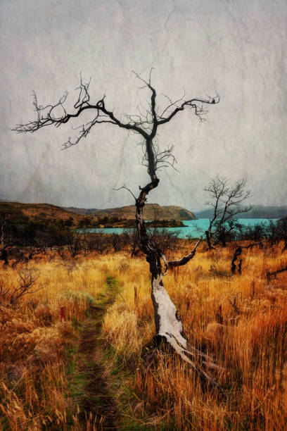 Torres del Paine Chile taken in 2015