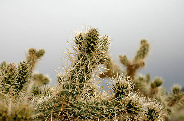 cactus del desierto - cactus spine fotografías e imágenes de stock