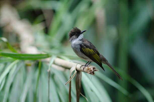 Ashy Bulbul (Hemixos cinerea)  perching on the branch in nature, Thailand