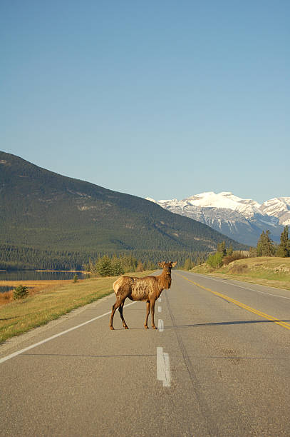 istock Young bull elk on the highway- Jasper National Park 91567692