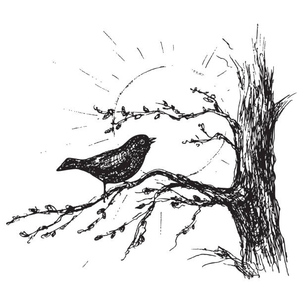 illustrazioni stock, clip art, cartoni animati e icone di tendenza di sketch bird canta sull'albero - easter leaf black shiny