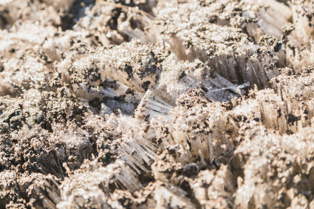 erba congelata, ricoperta di hoarfrost, parco nazionale di tongariro, nuova zelanda - 16340 foto e immagini stock