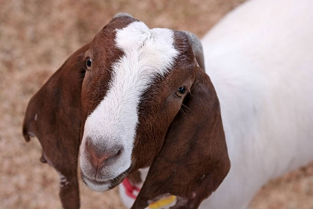 Cute goat stock photo
