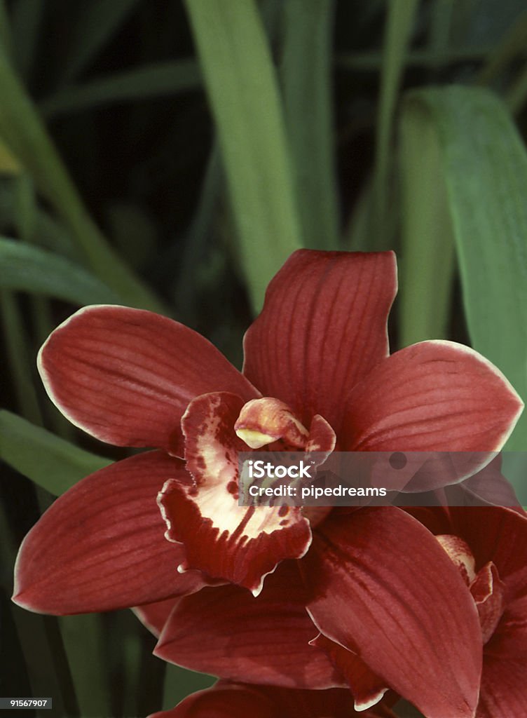 Foto de Orquídea Cymbidium Vermelho e mais fotos de stock de Branco -  Branco, Cabeça da flor, Cymbidium - iStock