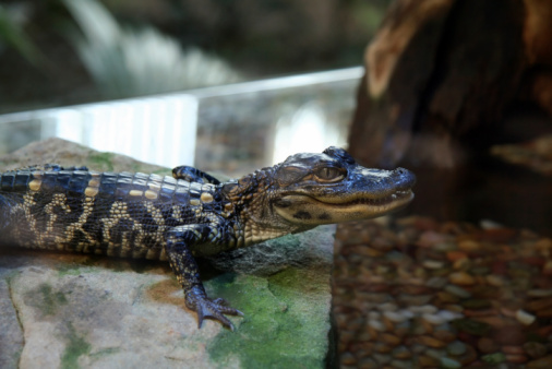 Captive Baby Alligator