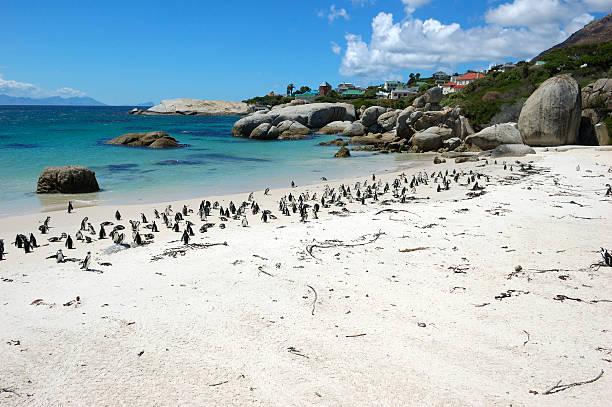 istock The Penguins of Boulders Beach 91567979