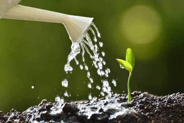 自然のバック グラウンドの水まき缶から骨抜きの芽します。 - plant ストックフォトと画像