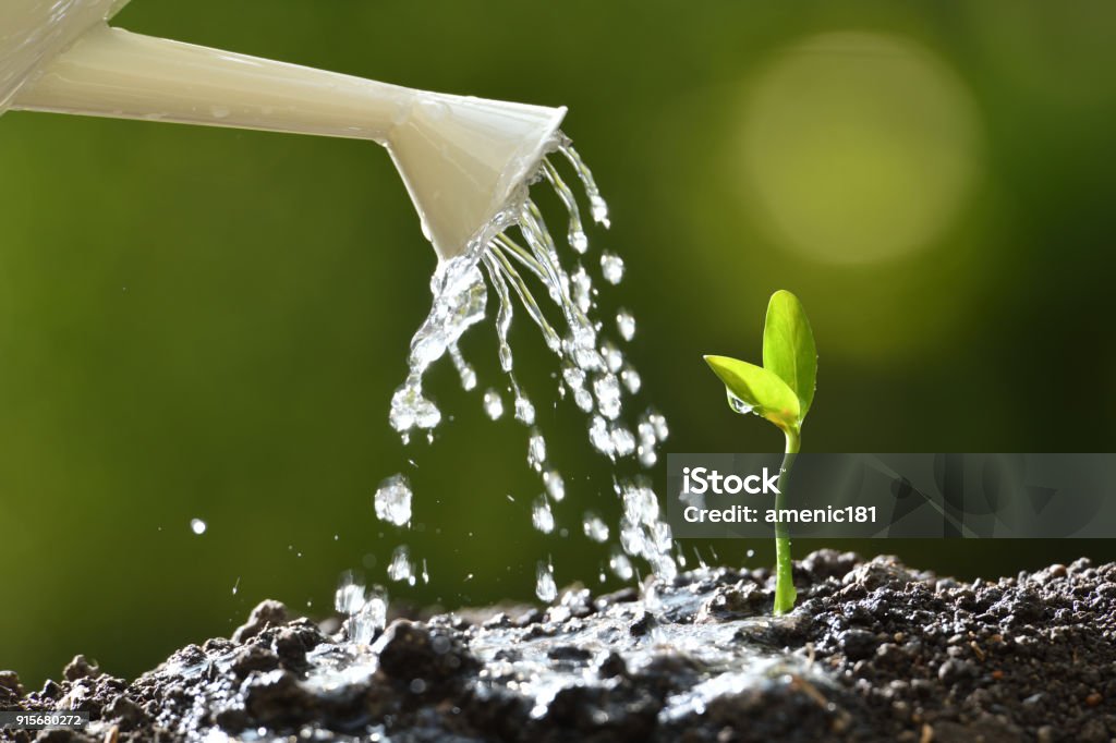 Sprout watered from a watering can on nature background Watering Stock Photo