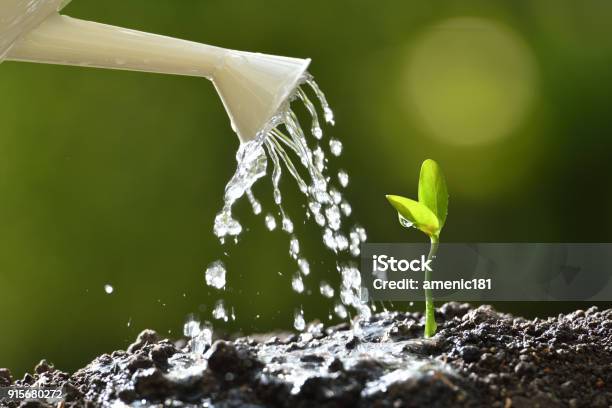 Sprout Watered From A Watering Can On Nature Background Stock Photo - Download Image Now