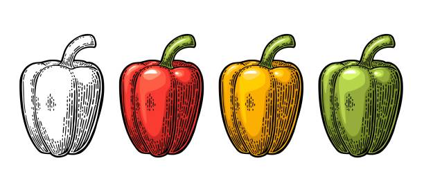 ilustrações, clipart, desenhos animados e ícones de pimentão doce. ilustração gravada em vetor vintage - green bell pepper illustrations