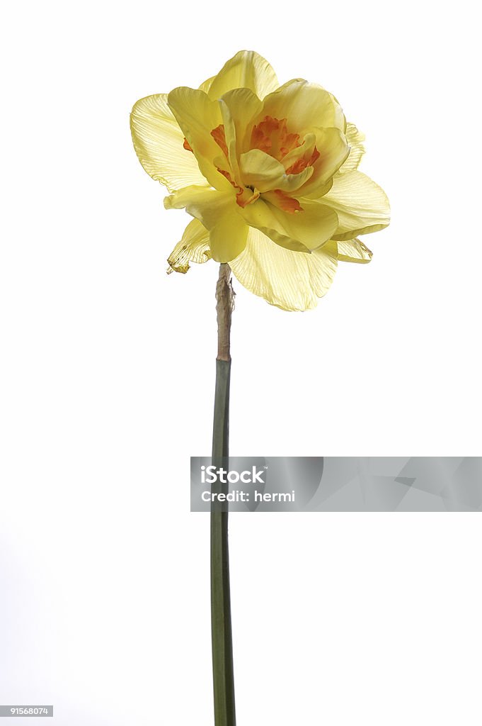 yellow jonquil  April Stock Photo