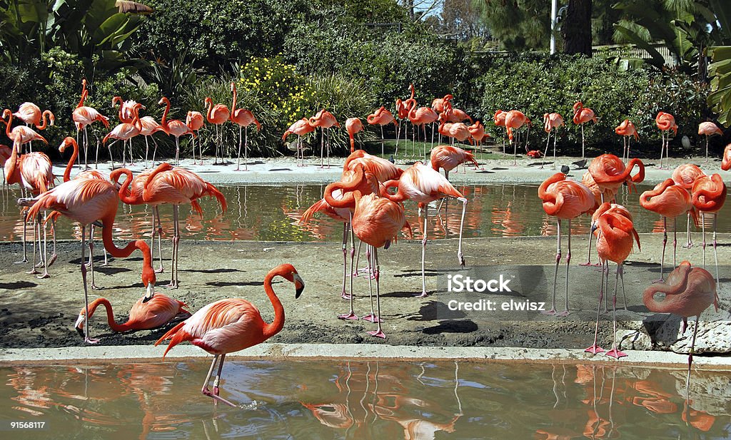 Foenicopterídeos - Royalty-free Flamingo Foto de stock