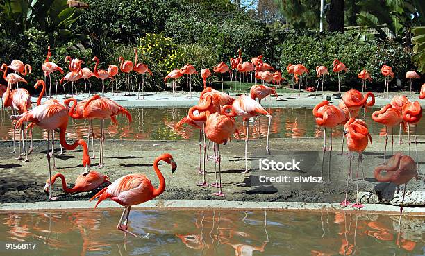 Foenicopterídeos - Fotografias de stock e mais imagens de Flamingo - Flamingo, Jardim Zoológico, Animal