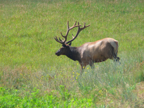 Male red deer, Cervus elaphus, posing in front of a bronze age burial mound and old oak trees in a large public park called Dyrehaven north of Copenhagen. The park is part of a UNESCO World Heritage Site called The Kings North Zealand