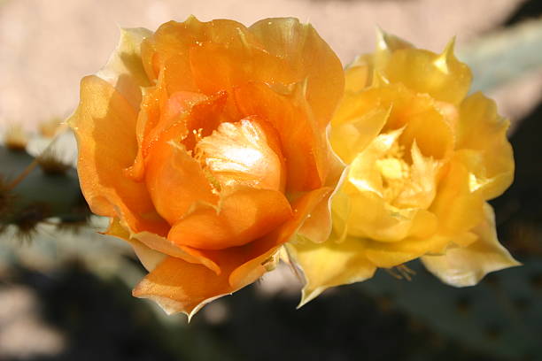 Cactus Flowers stock photo