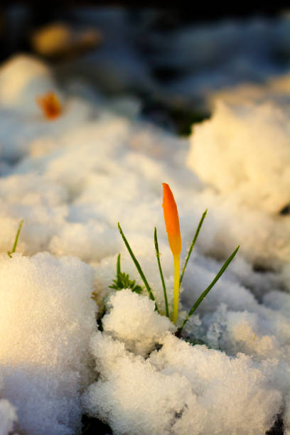 istock Yellow crocuses in snowy garden 915682674