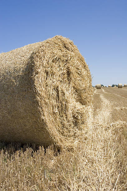 bale4 stock photo