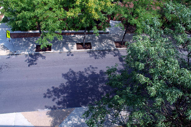 Abstract shadows of palm leaves on sunlit asphalt road surface.