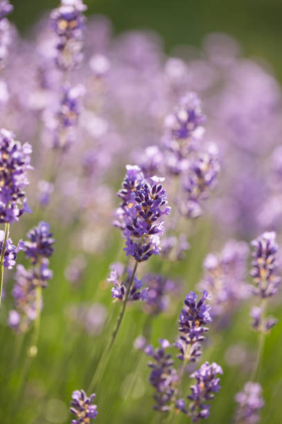 istock lavender - lavender flowers in the setting sun 915685098