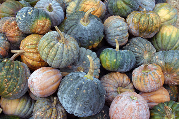 istock Variety of pumpkins 91568668