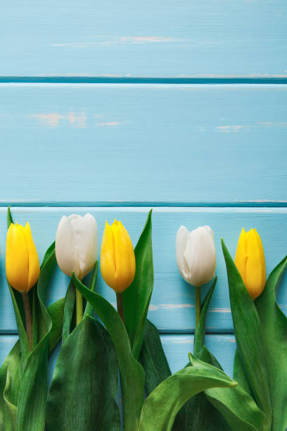 istock Yellow tulips on blue wood background, copy space 915687316