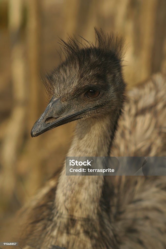 brązowy emu - Zbiór zdjęć royalty-free (Australia)