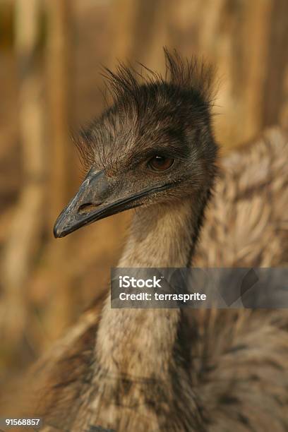 Brązowy Emu - zdjęcia stockowe i więcej obrazów Australia - Australia, Bez ludzi, Biegać