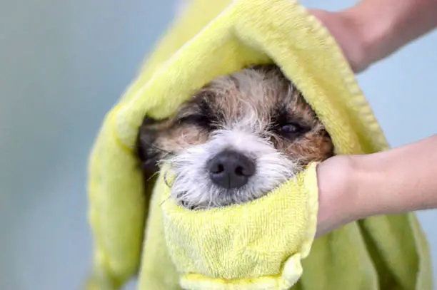 Dog wrapped in a yellow towel. Bathtub, cushion, dry.