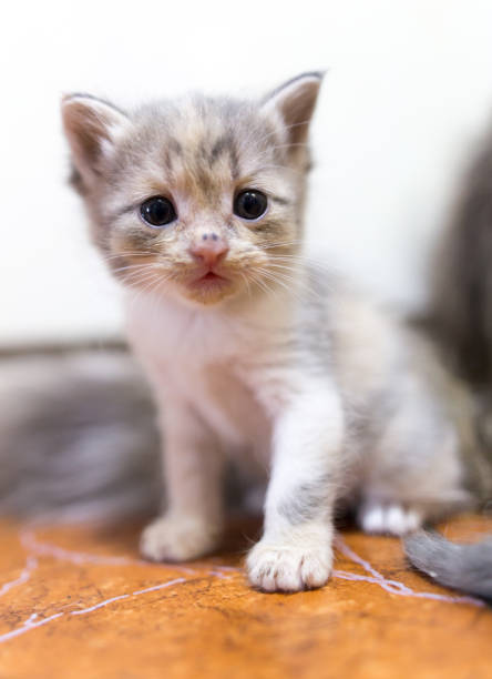 istock Portrait of a small kitten 915689096