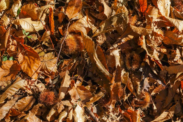 Chestnut tree in autumn.