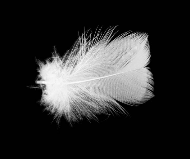 istock White feather of a bird on a black background 915689914