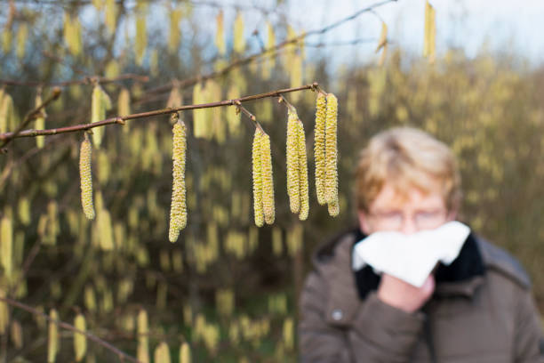 alergia - flor de haselnut - polen fotografías e imágenes de stock
